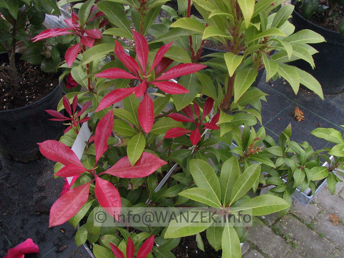 Pieris japonica Red Mill 01.jpg